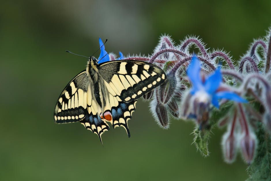 Swallowtail butterfly on flower